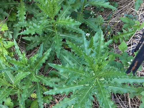 very-spiky-weeds