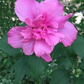 Foto von Barbara Thompson
