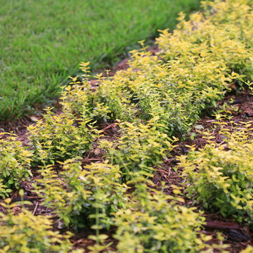 Goldy™ Euonymus