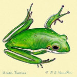 Betsy Drake - Green Tree Frog Door Mat 30x50 - These decorative floor mats are made with a synthetic, low pile washable material that will stand up to years of wear. They have a non-slip rubber backing and feature art made by artists Dick Hamilton and Betsy Drake of Betsy Drake Interiors. All of our items are made in the USA. Our small door mats measure 18x26 and our larger mats measure 30x50. Enjoy a colorful design that will last for years to come.