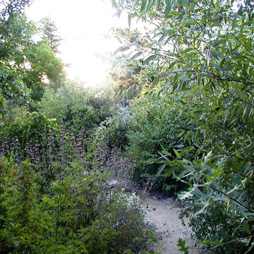 Natomas Backyard Bird Sanctuary