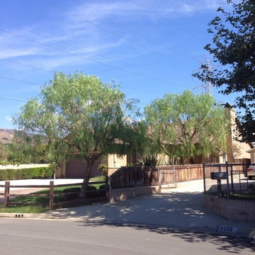 Our Tree Services