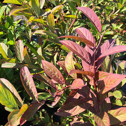 Current Featured Plants - Products