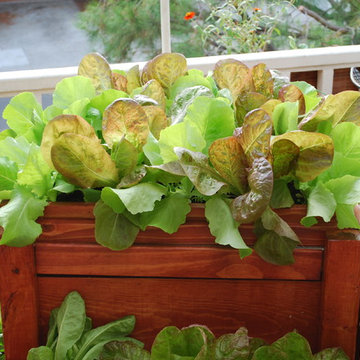 Lettuce Growing in a SaladScape