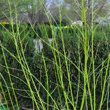 lime and purple plants