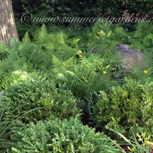 Boxwoods