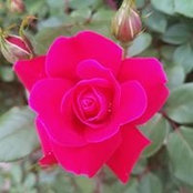Dena Garbia's photo