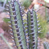 susan webster's photo