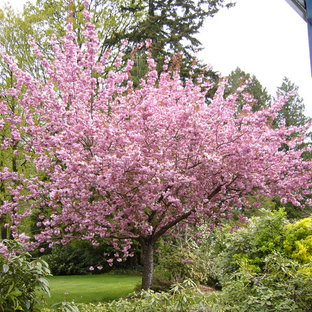 Cherry Blossom Landscaping Ideas & Photos | Houzz