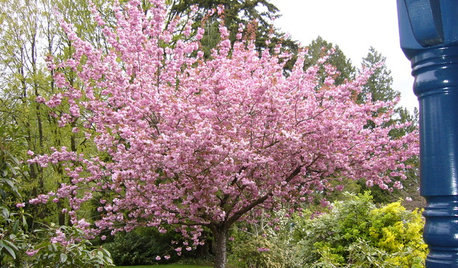 16 Alberi Ideali per Piccoli Giardini