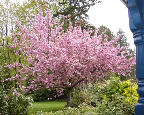 Cherry Blossom 