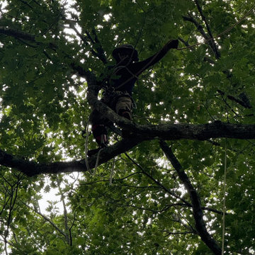Professional Tree Climbing, Trimming, and Removal Work