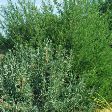 Xeric plantings and cold, high altitude xeric plants