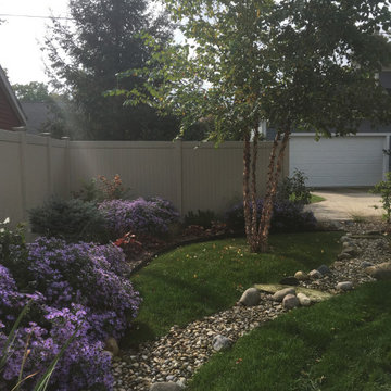 Birch "Island" after a few years' growth