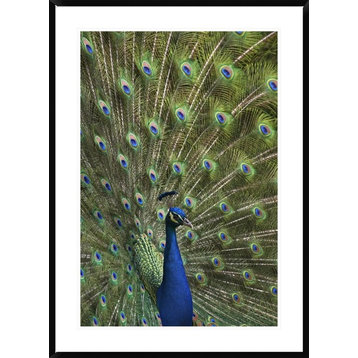 Indian Peafowl Male With Tail Fanned Out In Courtship Display, 30"x42"