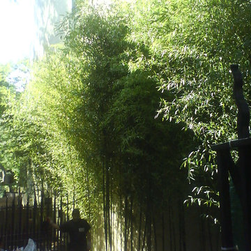 Bamboo Screen - Park Slope