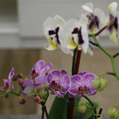 CLAUDIA TAPIA's photo