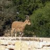 Yael Reich's photo