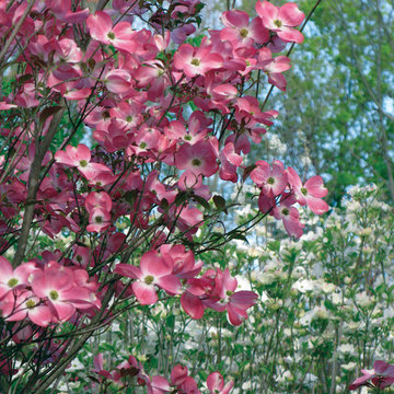 Plant Ideas & Colorful Combinations