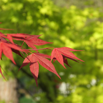 Japanese Maples