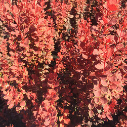 Current Featured Plants - Products