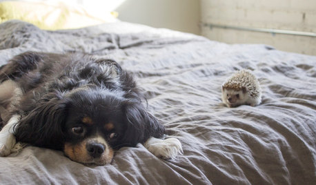 Pets at Home: A Flatsharing Hedgehog and Dog