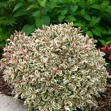 My Monet® Weigela