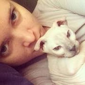 Sevo Sphynx's photo