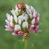 Jody Shultzs foto