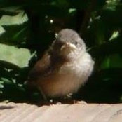 Foto de Sandy Schultz