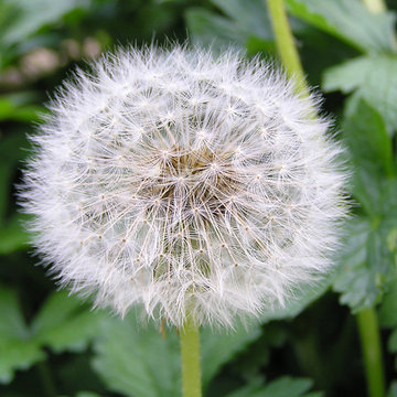Fleur de Pissenlit en graines