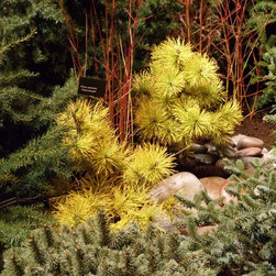 Gardens & Plantings - Outdoor Pots And Planters