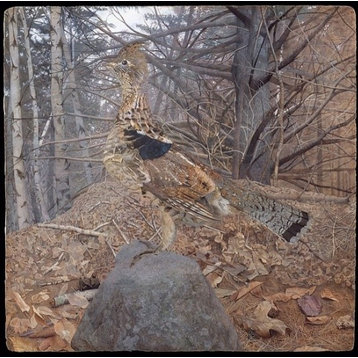 Male Ruffed Grouse In The Forest Print