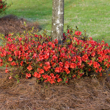 Encore Azalea Landscape