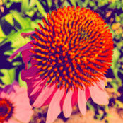 Nicole Gottier's photo
