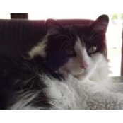 Cynthia Tripodi's photo