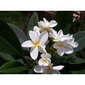 Tom Waugh's photo