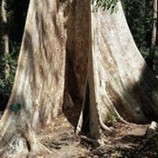 Foto von Anil Andaman