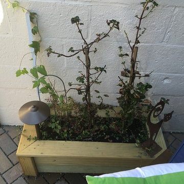 Baltimore Backyard