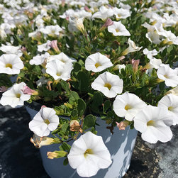Current Featured Plants - Products