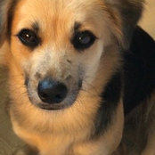 Foto von Brown Sugar