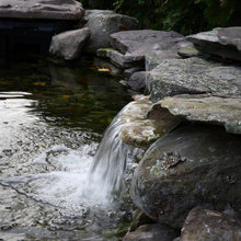Koi Pond