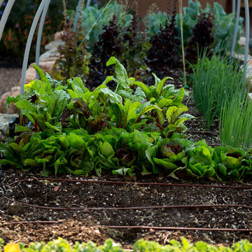 Edible Landscapes