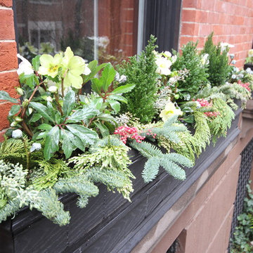 Christmas window boxes in Brooklyn