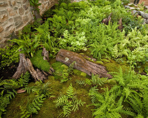 Fern Garden Ideas, Pictures, Remodel and Decor