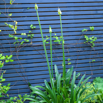 Planting against black fence in Stylish Woodford Garden