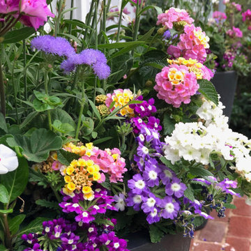 Summer Containers