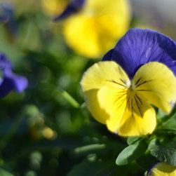 Current Featured Plants - Products