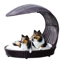 pet related