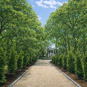Screening Trees Arborvitae Green Giant